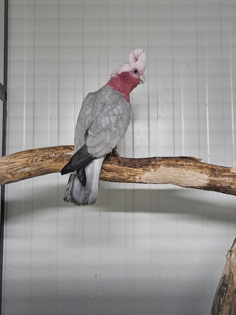 1-0 Rosekaketoe split lutino, Dieren en Toebehoren, Vogels | Parkieten en Papegaaien, Mannelijk, Parkiet, Geringd