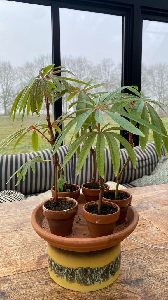 Gewortelde stekken Begonia Luxurians, Ophalen, Halfschaduw, Minder dan 100 cm