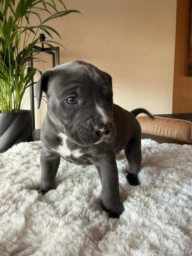 Pitbull XL X Amerikaanse stafford pups, Parvo, 8 tot 15 weken, Meerdere, Meerdere dieren