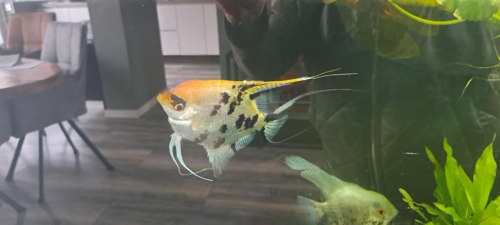 Maanvissen, Ophalen, Gebruikt, Overige typen