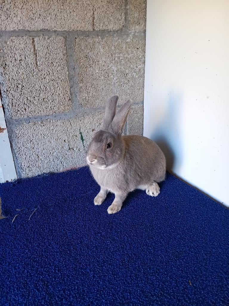 Konijnen, Dieren en Toebehoren, Mannelijk, Middelgroot, 0 tot 2 jaar