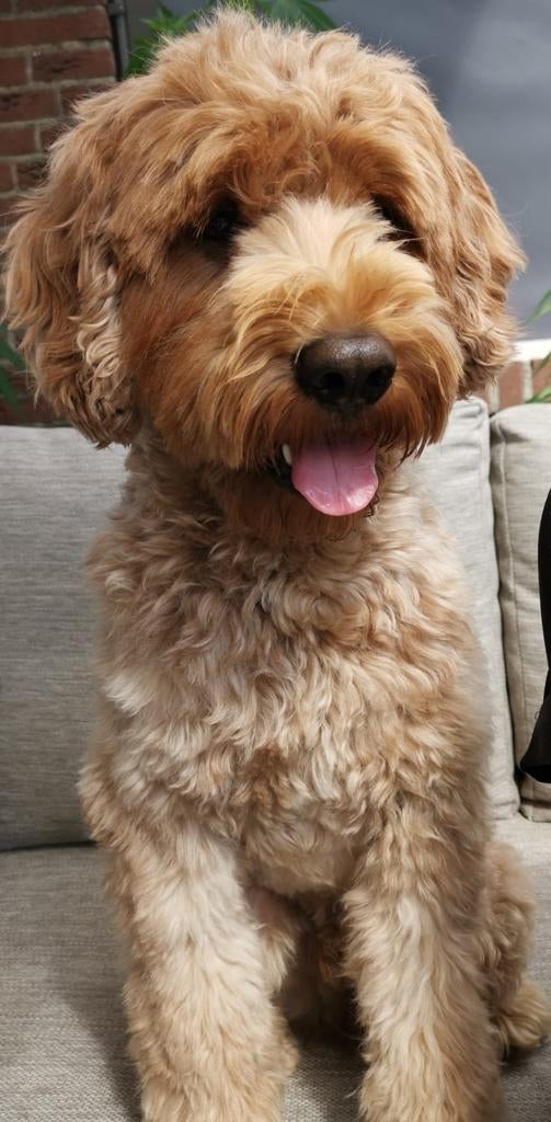 Dekreu labradoodle( niet te koop ), Reu, 1 tot 2 jaar, Eén hond, Nederland