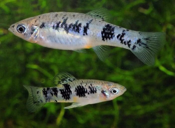 Cubaanse limia - Limia vittata - Koidreams Valburg, Vis, Zoetwatervis, Schoolvis