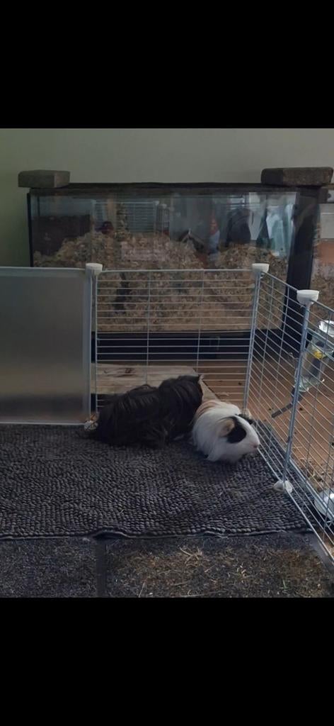 Cavia's, Dieren en Toebehoren, Knaagdieren, Cavia, Mannelijk, Tam, Oktober