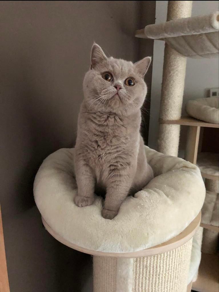 Britse korthaar fawn dekkater met stamboom