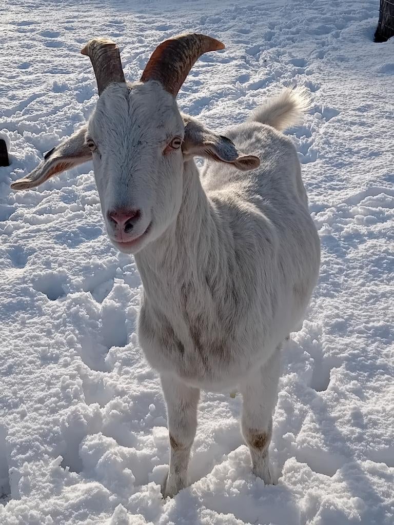 2 gecastreerde bokken, Dieren en Toebehoren, Vrouwelijk, Geit