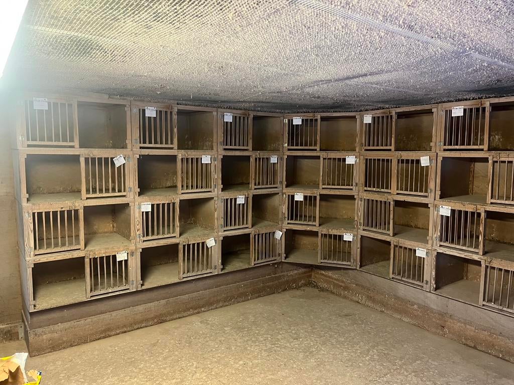 Duiven broedhokken, Ophalen of Verzenden, Gebruikt, Hout, Vogelkooi