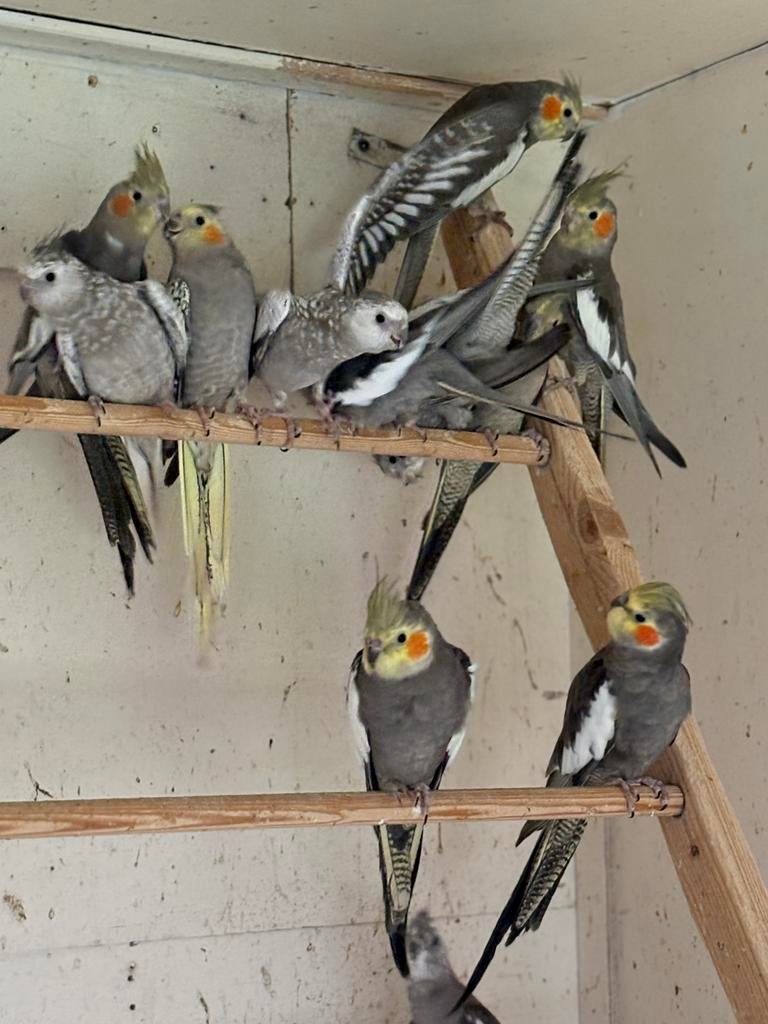 10  Valkparkieten, Mannelijk, Parkiet, Tam