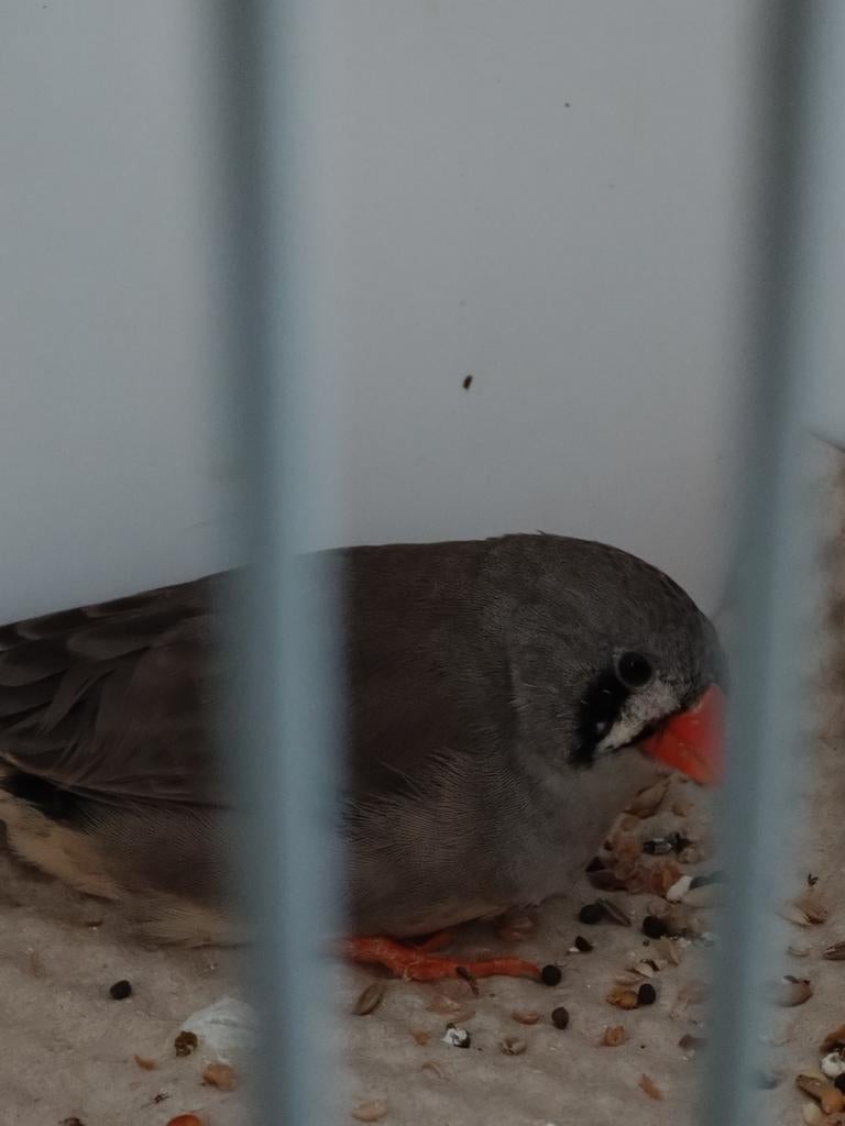 Zebravink pop, Vrouwelijk, Tropenvogel