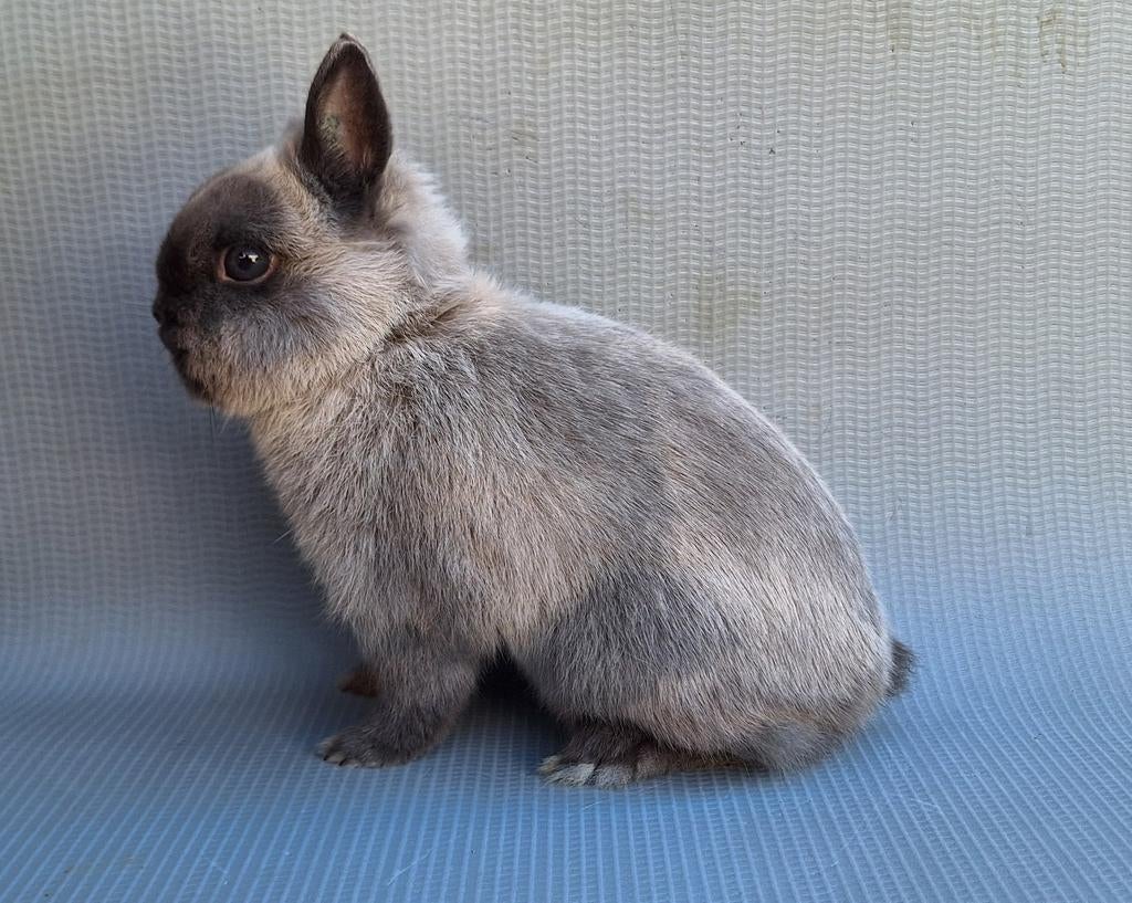 Deens Geïmporteerd kleurdwerg rammetje, Mannelijk, Dwerg, 0 tot 2 jaar