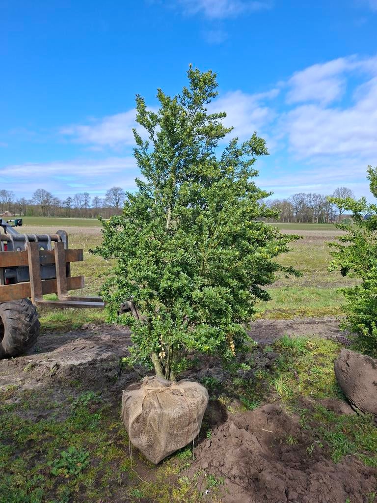 Mooie grote ilex green hedge, Tuin en Terras, Planten | Bomen, Bloeit niet, Halfschaduw, Minder dan 100 cm, Overige soorten