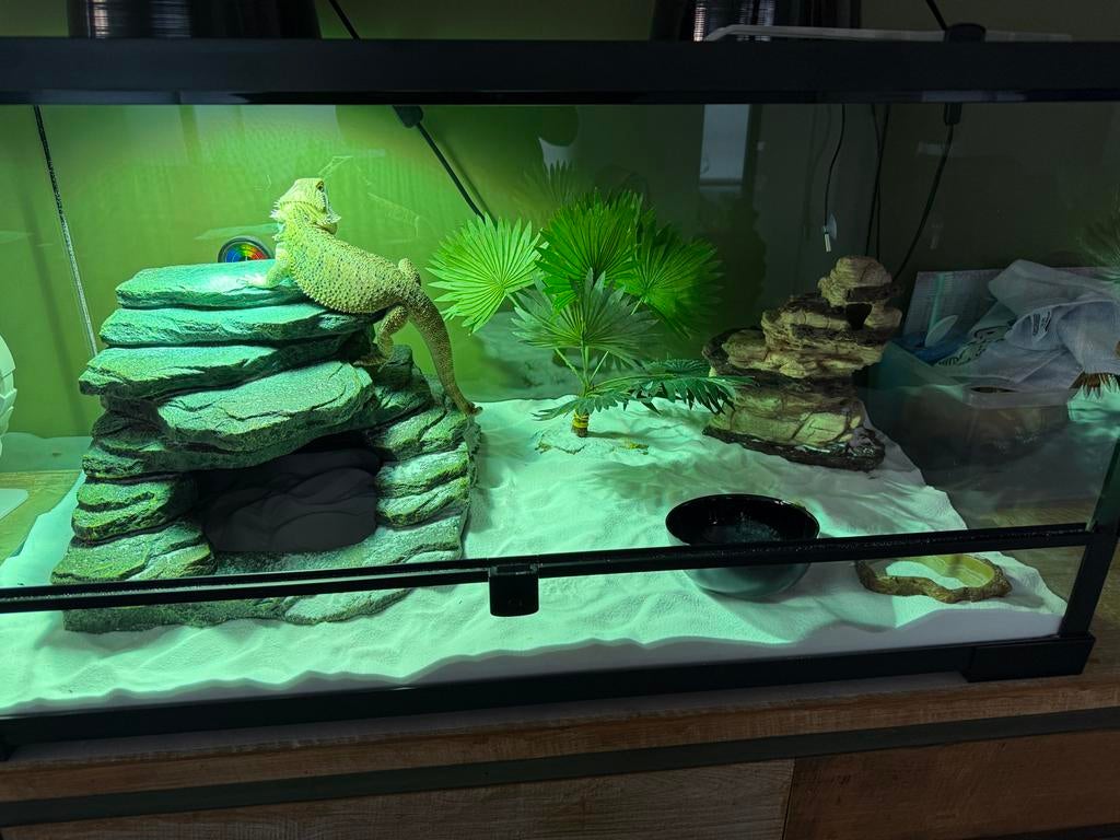 Terrarium 90x50x50cm, Ophalen, Zo goed als nieuw, Terrarium of Paludarium