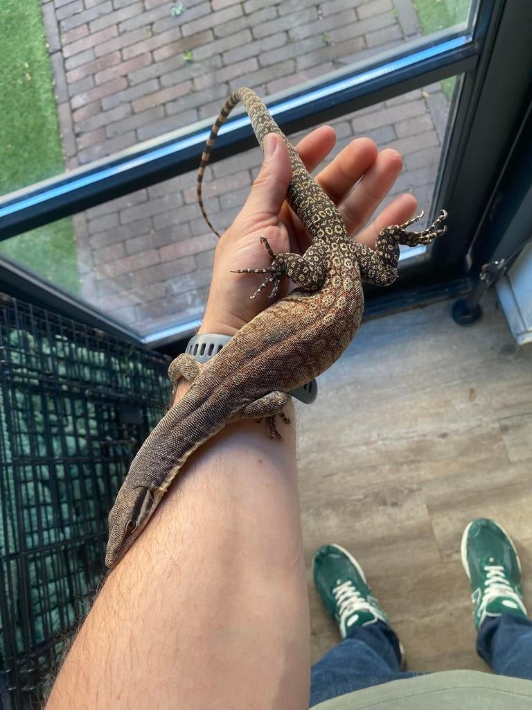 Volwassend koppel varanus glauerti (kimberly) + terrarium Monitor Lizard - unknown for sale from Fernando