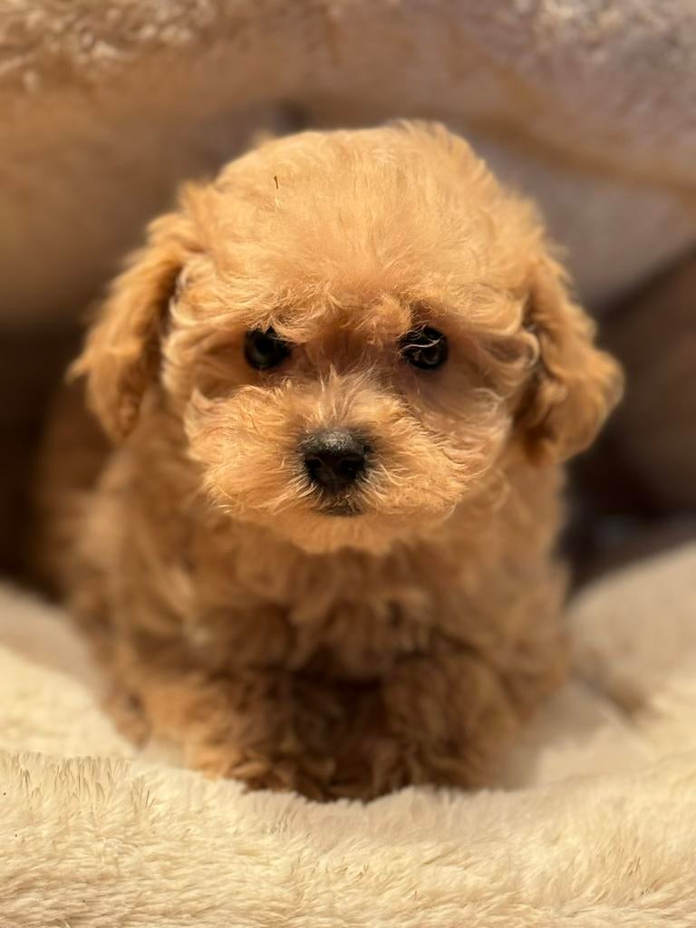 Beeldschone mini Maltipoo pups! Geschikt bij allergie, Poedel, Parvo, Nederland, 8 tot 15 weken