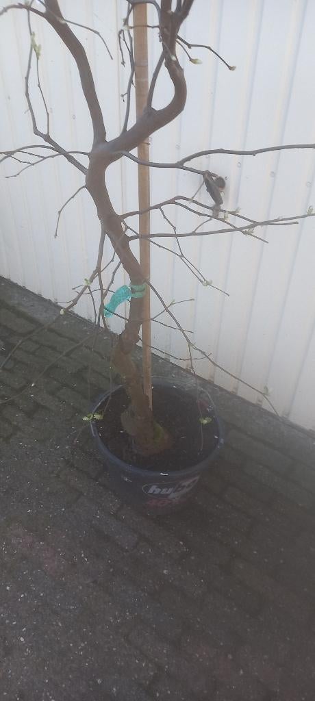 Kweepeer Vranja, Ophalen, Lente, Halfschaduw, 100 tot 250 cm