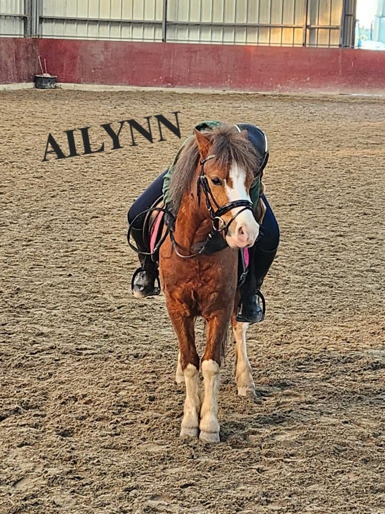 VERZORGPONY GEZOCHT, Dieren en Toebehoren, Ophalen of Verzenden, Dressuur
