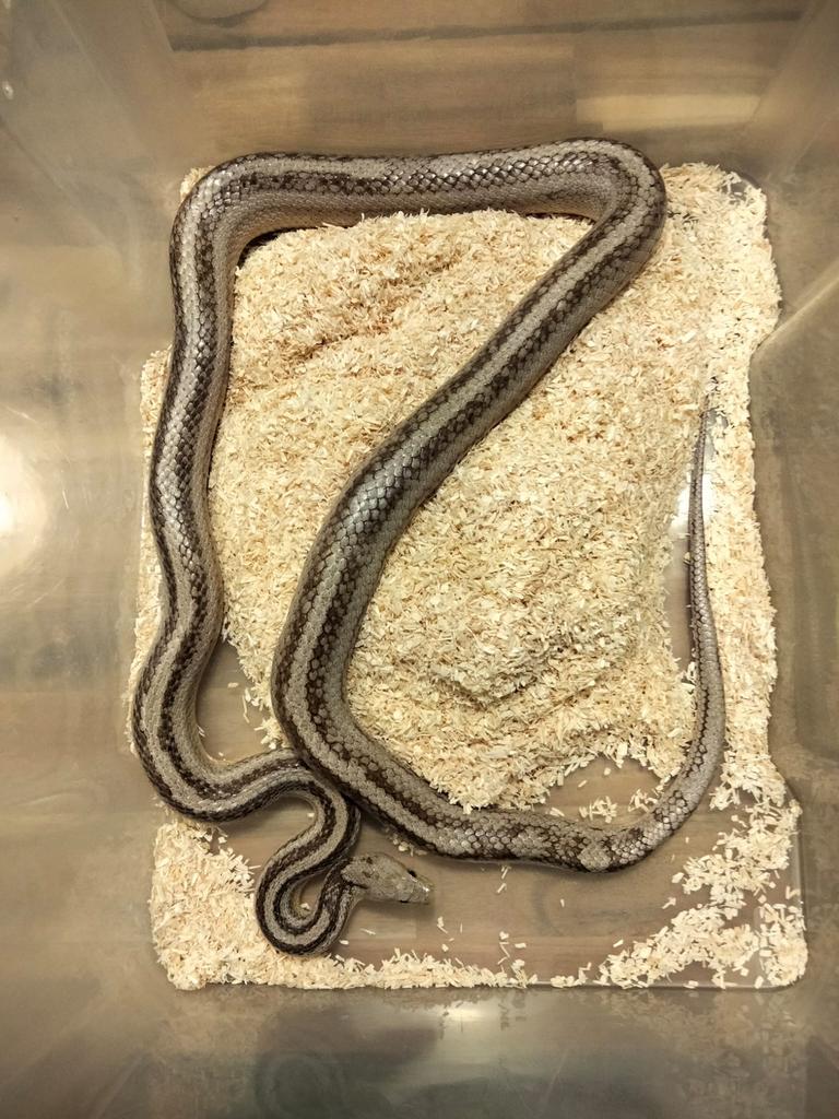 Volwassen rattenslang, vermoedelijk man Rat Snake - male for sale from Mendy
