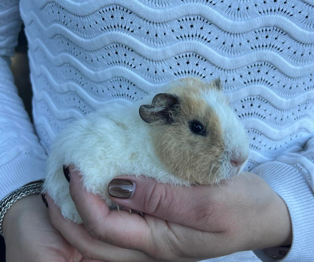 Te koop lieve us-teddy cavia, Dieren en Toebehoren, Cavia, Februari, Mannelijk, Tam