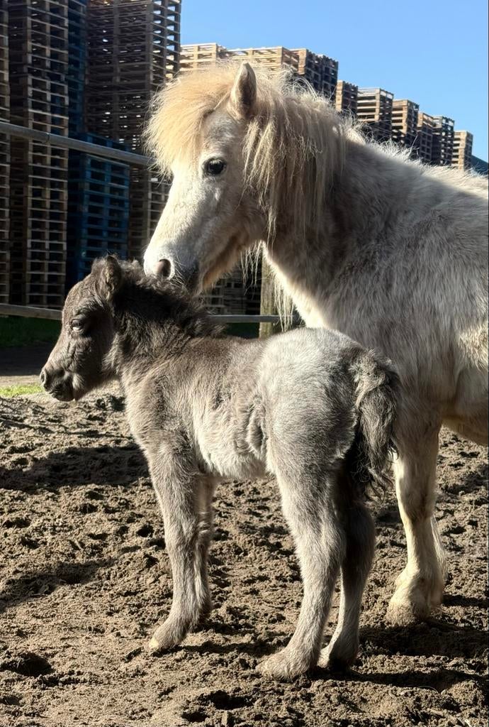 Merrie met hengstveulen, Dieren en Toebehoren, Paarden, Merrie, Minder dan 160 cm, 0 tot 2 jaar, Gechipt