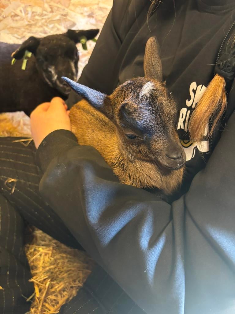 Gezocht: VRIEND/VRIENDINNETJE VOOR ONS FLESSENLAM, Meerdere dieren, Geit, 0 tot 2 jaar