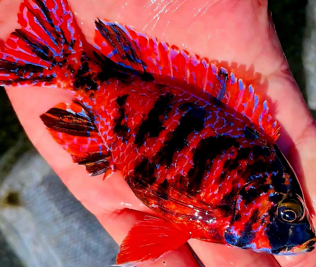 Aulonocara Multi Color Strawberry OB Exclusief!!!