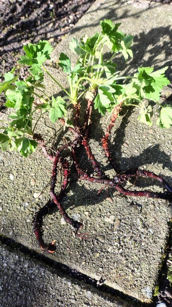 Geranium, tuingeranium, Tuin en Terras, Planten | Tuinplanten, Ophalen, Bodembedekkers, Volle zon, Vaste plant