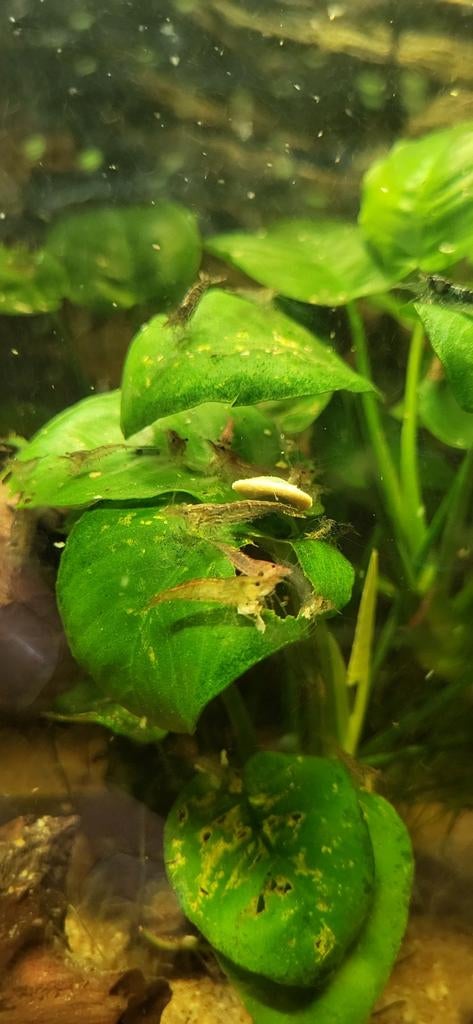 Garnalen te koop, Kreeft, Krab of Garnaal