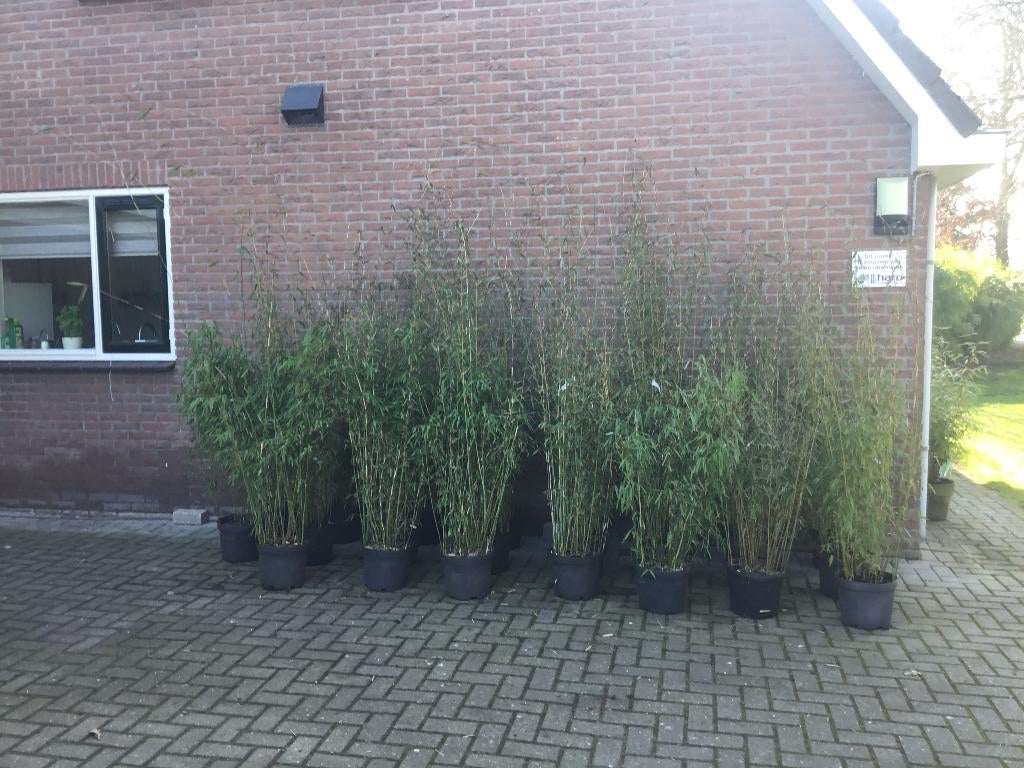 Fargesia Denudata Xian 1, niet woekerende bamboe!!!, Vaste plant, Bloeit niet, Halfschaduw, Ophalen