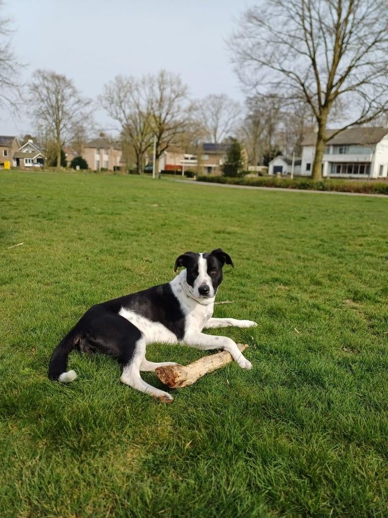 Hondje Dushi, Particulier, 1 tot 2 jaar, Buitenland, Teef