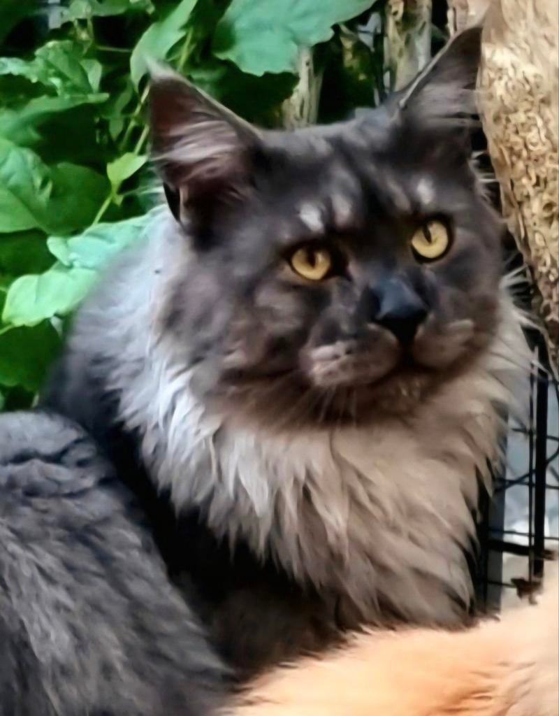 XXL Maine Coon Rus DEKKATER BlackSmoke GetestVriendelijkReus