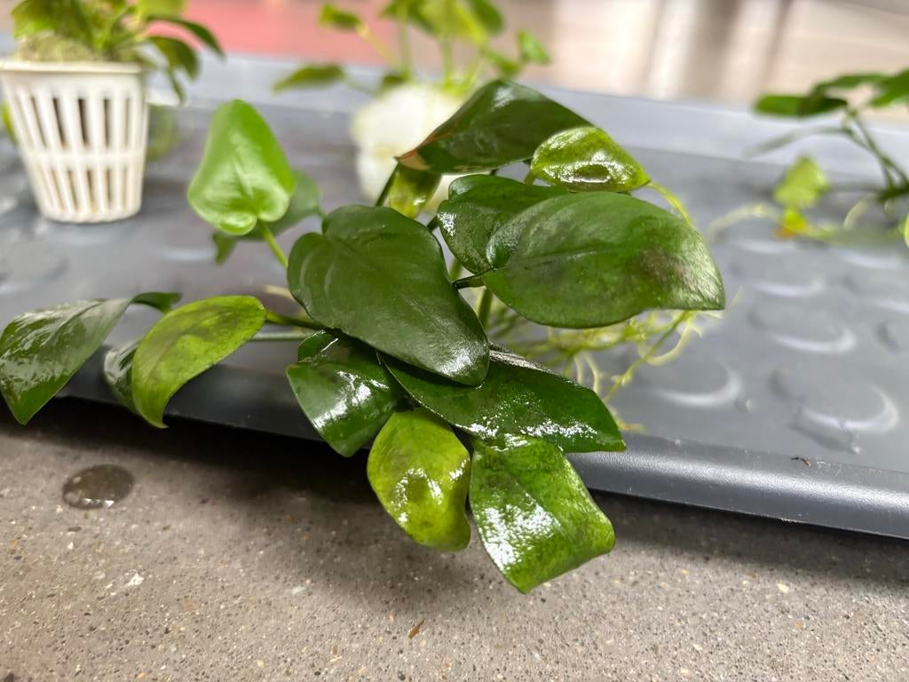 6 anubias barteri planten, Ophalen, Plant(en), Steen of Hout