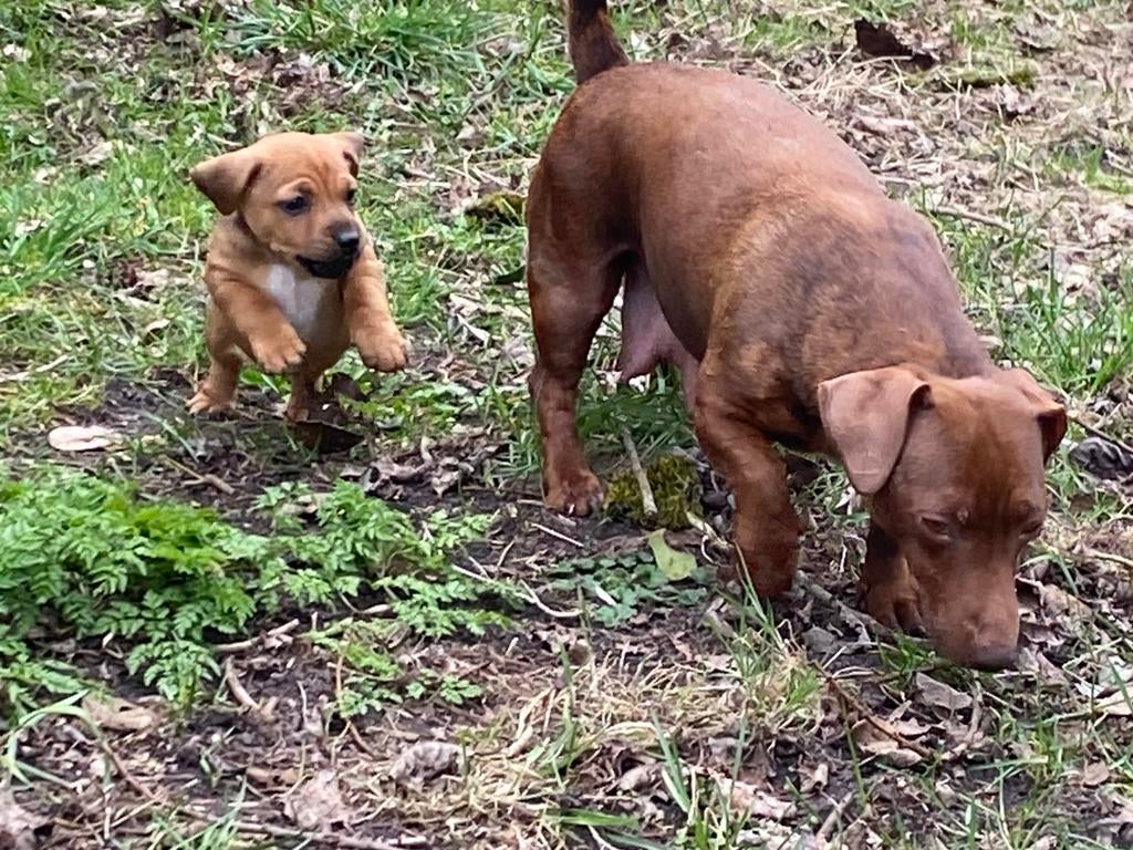 Te koop jack russel pup, Parvo, Jack Russell Terriër, Reu, 8 tot 15 weken