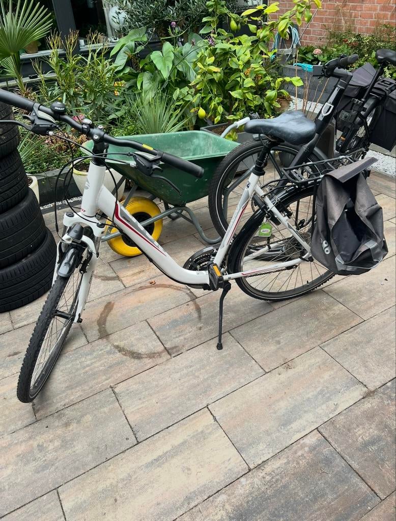 Giant Argento damesfiets, Fietsen en Brommers, Fietsen | Dames | Damesfietsen, Ophalen, 53 tot 56 cm, Versnellingen, Giant