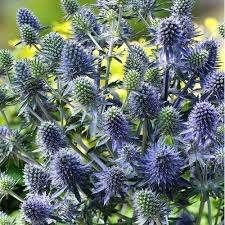Eryngium planum (Kruisdistel), Ophalen of Verzenden, Zomer, Overige soorten, Volle zon