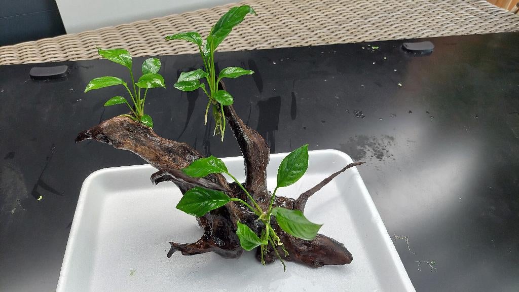 Aquariumhout met 3 Anubias Barteri planten (B), Ophalen, Zo goed als nieuw, Plant(en), Steen of Hout