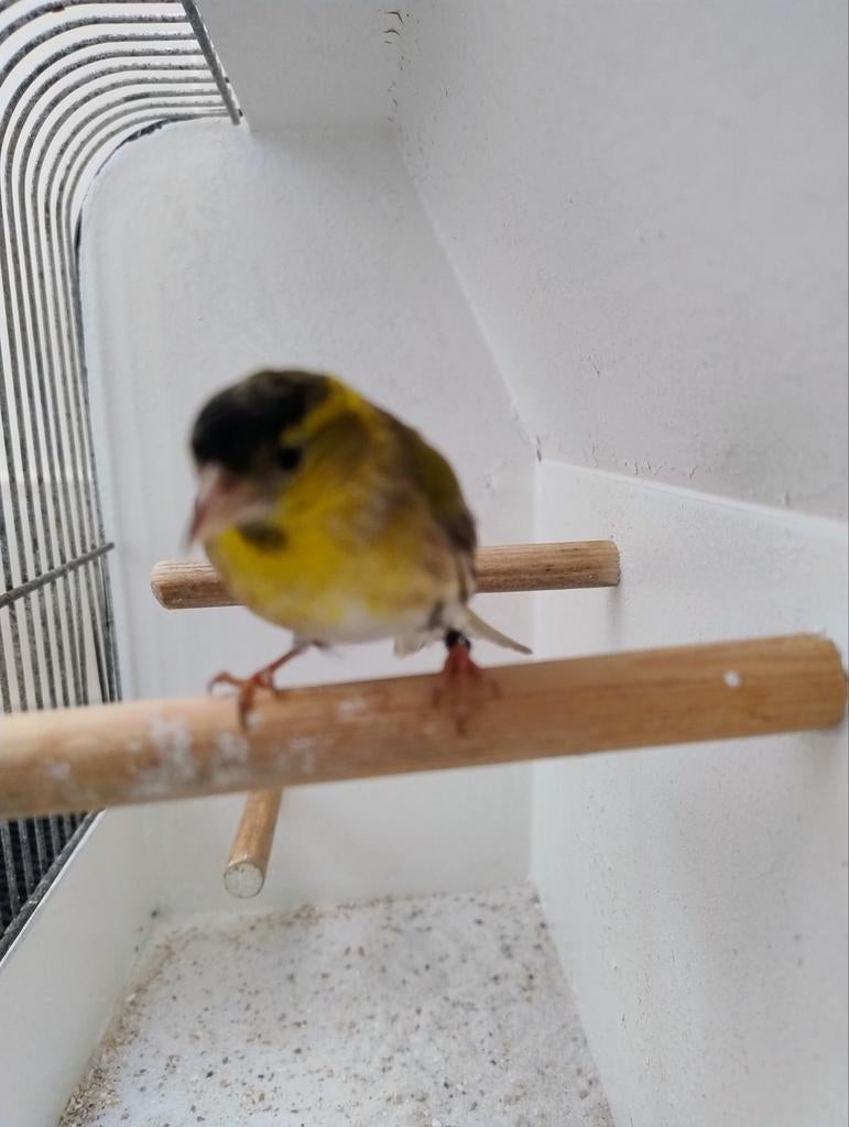 Europese Sijs man, Mannelijk, Wildzangvogel, Geringd