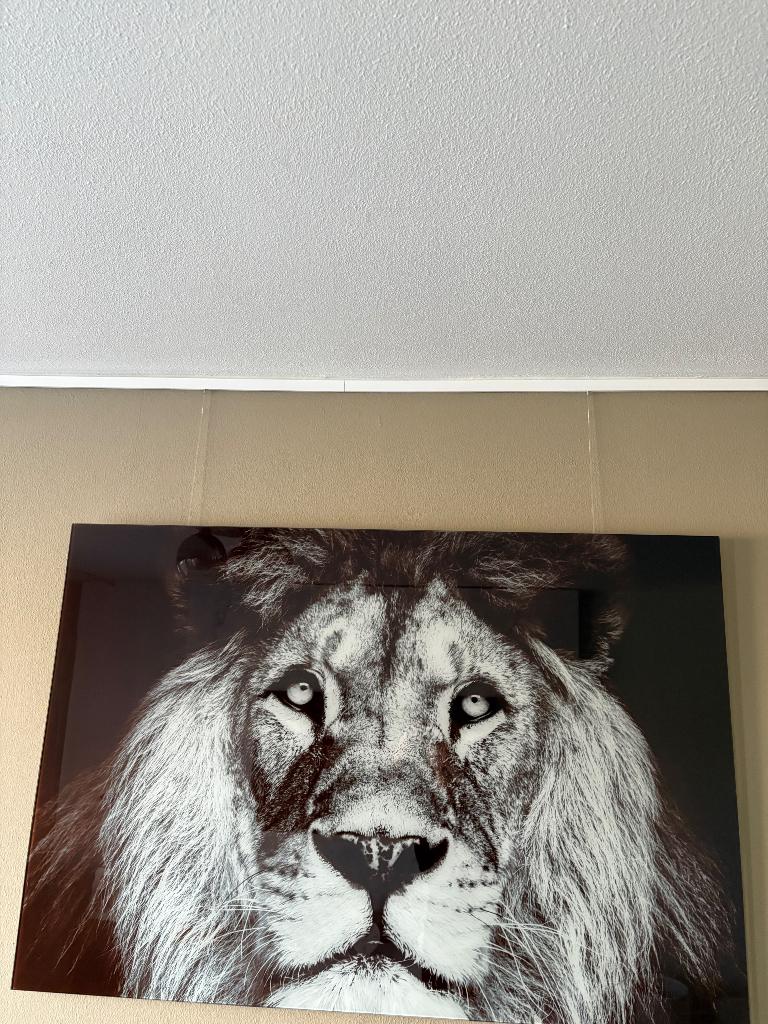 Glasschilderij leeuw 120x80 cm, Ophalen, Zo goed als nieuw, Schilderij, 100 tot 125 cm