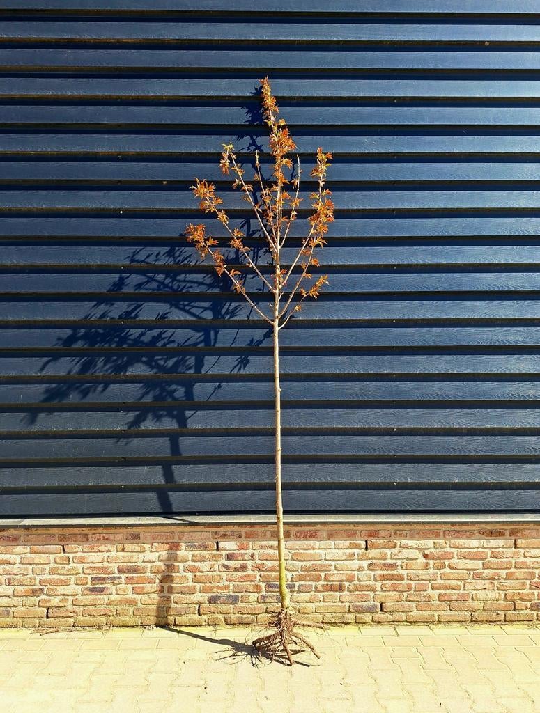 Prunus serrulata 'Kanzan' ️☘️🌸, Tuin en Terras, Planten | Bomen, Ophalen, Volle zon, Overige soorten