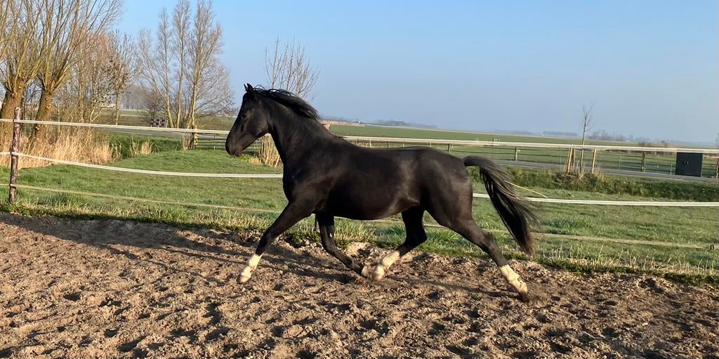 Prachtige 3 jarige Bon Bravour hengst, Met stamboom, Dressuurpaard, Hengst, Onbeleerd