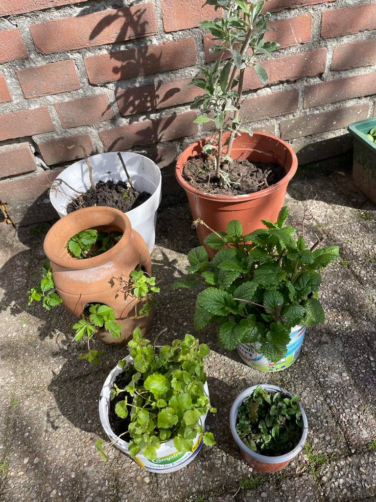 6 Diverse planten, Ophalen, Volle zon, Vaste plant, Fruitplanten