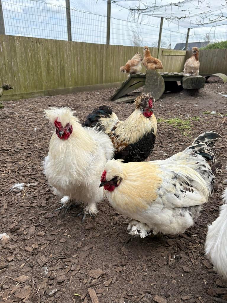 Zijdehoender hanen, Mannelijk, Kip