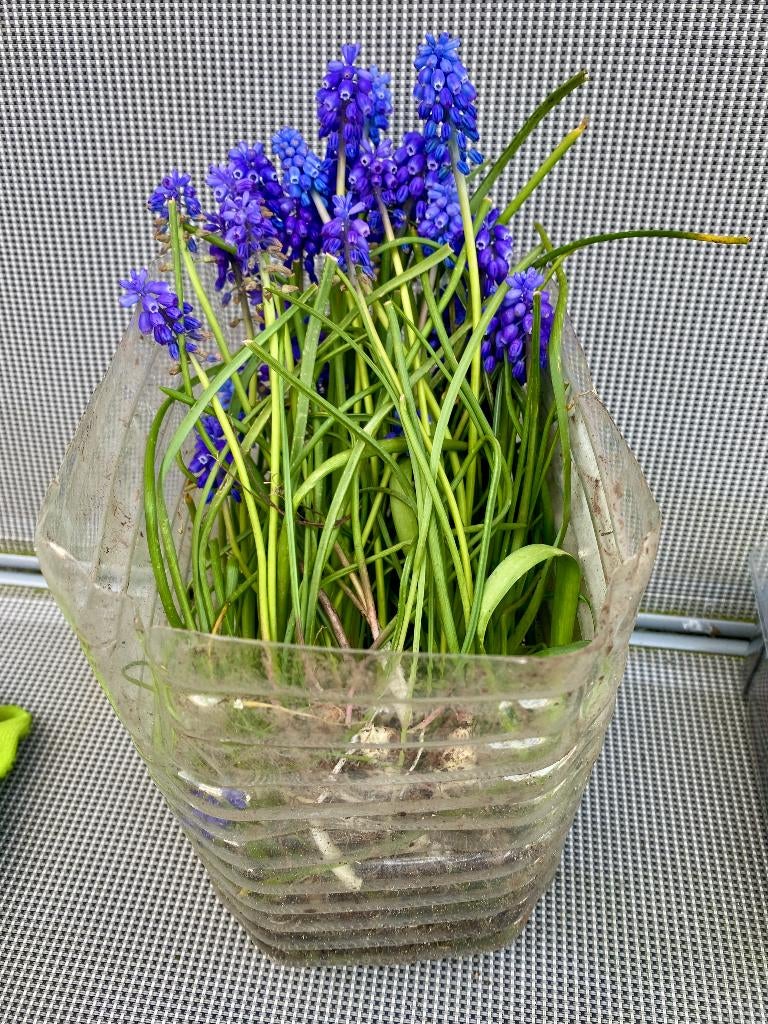 Blauwe muscari met bollen gratis, Volle zon, Vaste plant, Lente, Ophalen