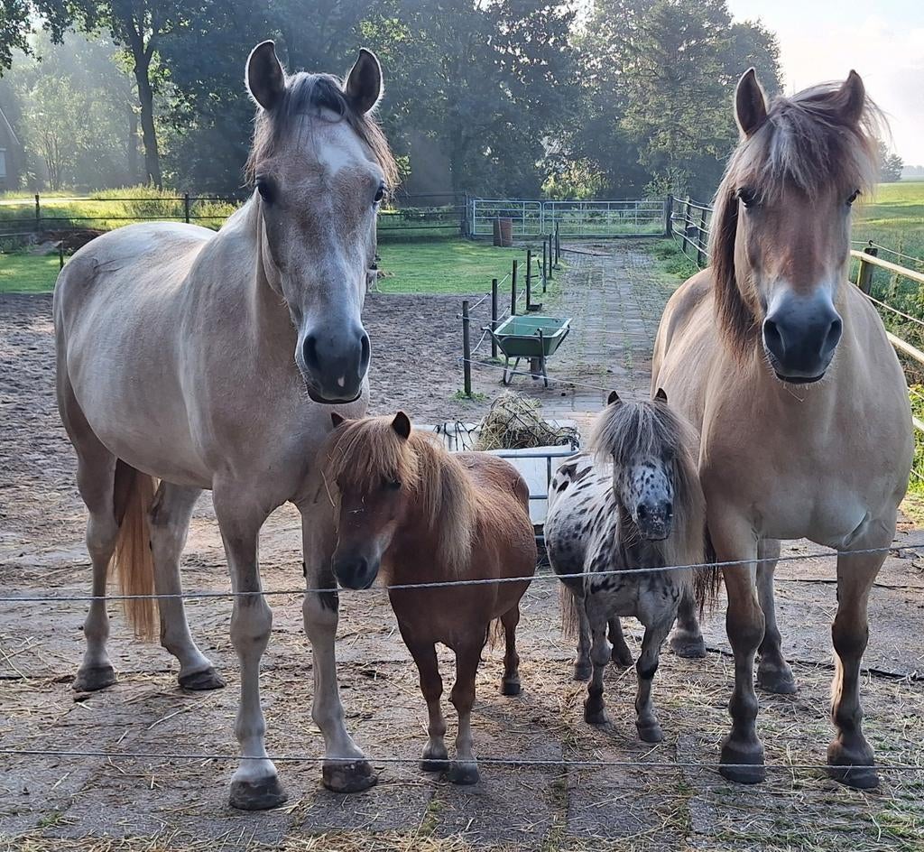 Verzorgster, bijrijdster, verzorgpaard, Dieren en Toebehoren, Paarden en Pony's | Overige Paardenspullen, Ophalen