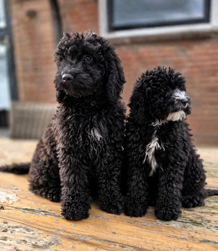 🥰 nog 2 leuke medium doodle x toy poedel pups reutjes 🥰, Parvo, 8 tot 15 weken, Meerdere, Nederland