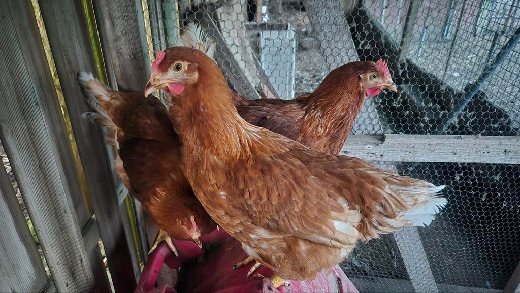Te koop Isa brown kippen, Vrouwelijk, Kip