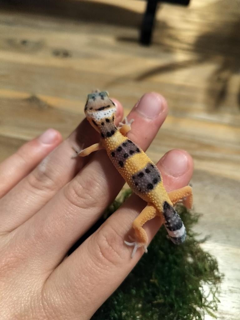 Jonge/ baby luipaardgekko, Dieren en Toebehoren, Hagedis, 0 tot 2 jaar