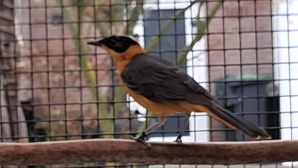 sneeuwkruintapuit man, Mannelijk, Tropenvogel, Geringd