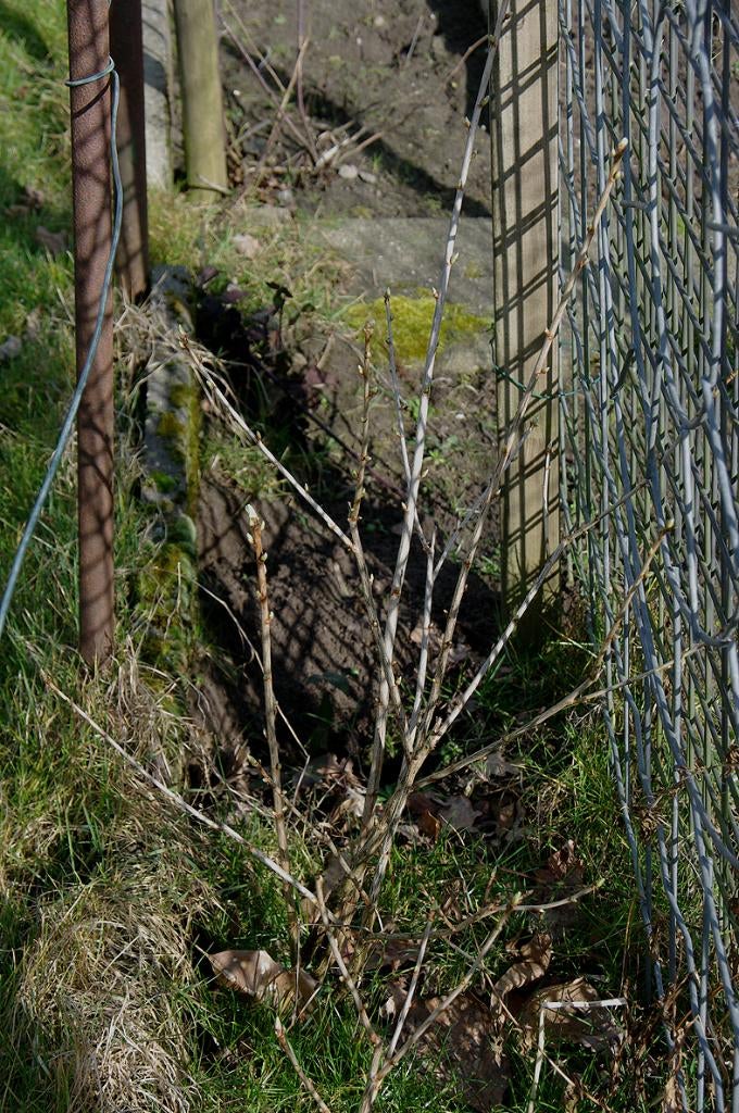 Jostabes struik biologisch geteeld, Ophalen, Lente, Overige soorten, Volle zon