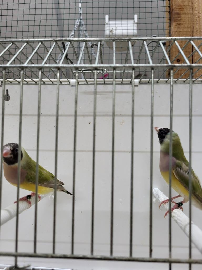 Gouldamadine cinnemon poppen split voor blauw, Meerdere dieren, Geringd