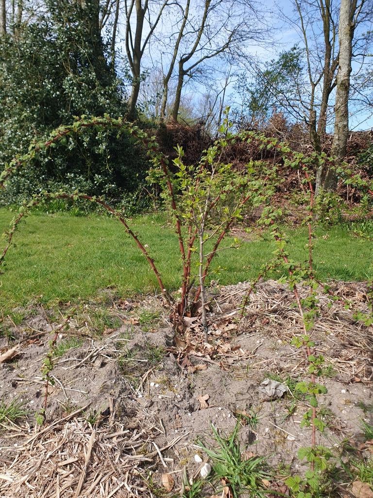 Wijnbes en framboos, Ophalen, Overige soorten, Struik, Minder dan 100 cm